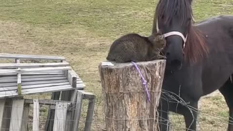 CAT WITH HIS BEST FRIEND