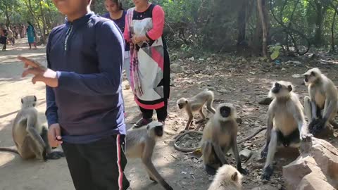 Try not to Laugh | Funny and cute monkeys