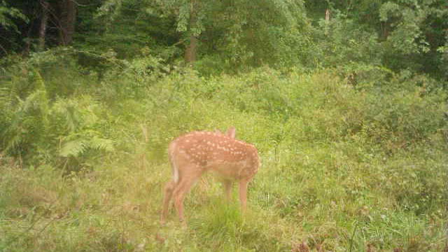 Adorable baby fawn hanging out