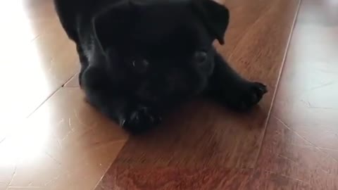 Cute Puppy Pug Showing That He Ye The Boss