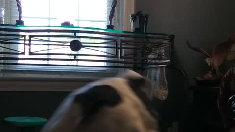 Mindy and Ball