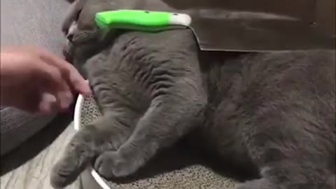 Cats afraid of kitchen knives?