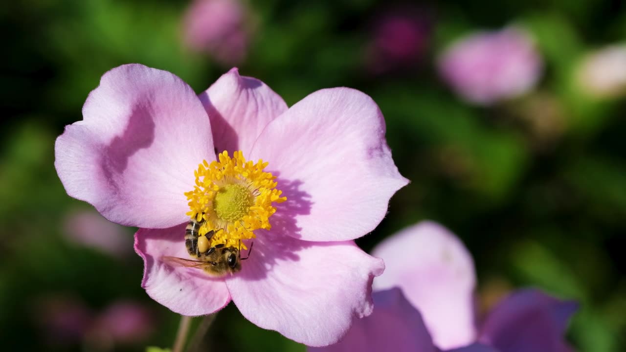 Flower bee anemone