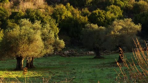 Focus on Israel: Episode #40 - Visit Israel