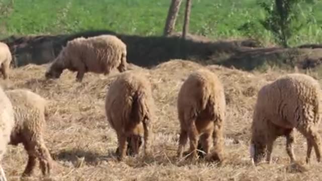 Animal sounds.