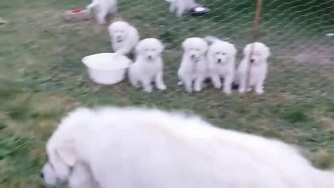 Maremma Pups | Barking