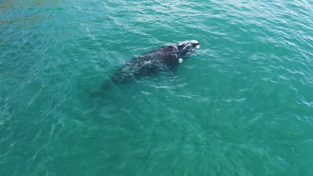 Humpback Whale At Surface