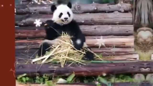 Cute pictures of pandas