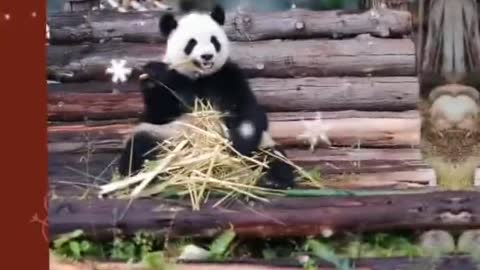 Cute pictures of pandas