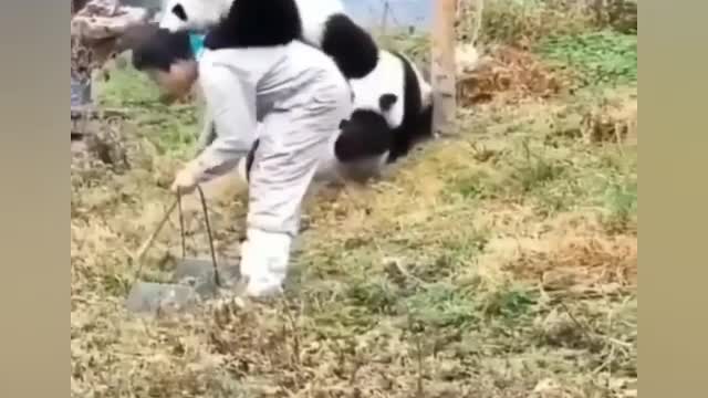 Cute Baby Panda Funny Moments 😘