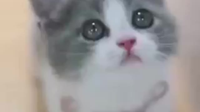 Cute cat video