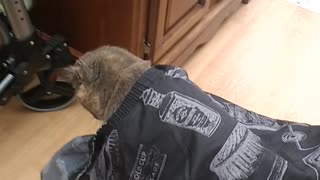 Cat wanted haircut