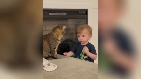 cat and babies