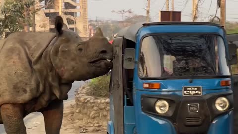 Rhino running wild in streets of Nepal