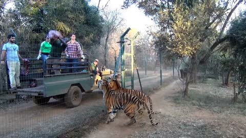 Tigers jumping for food!