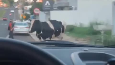 carreful cattle crossing road