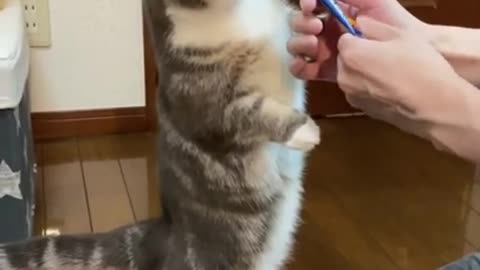 Funny Cat Videos || Cute Cats #Short 412