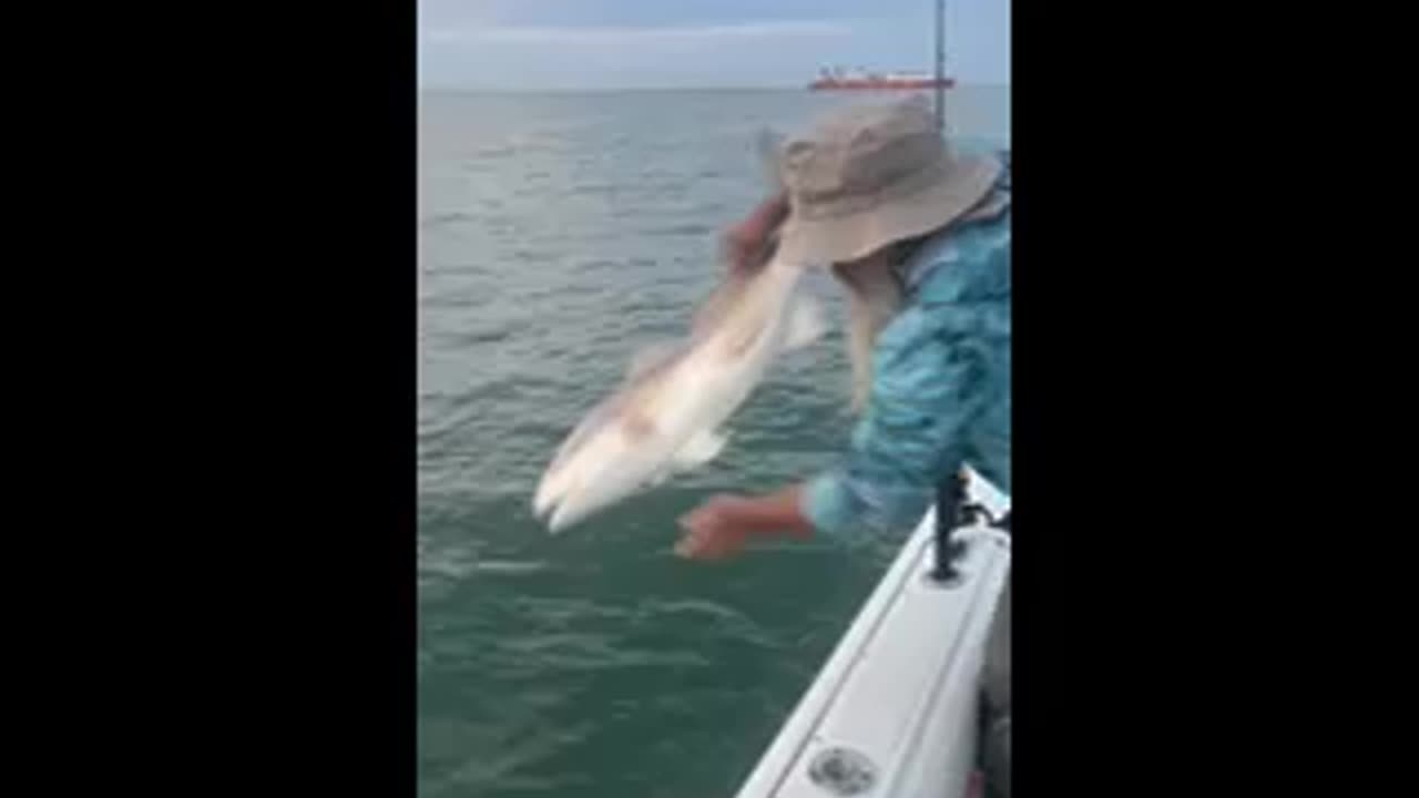 Bull Red Fish Release