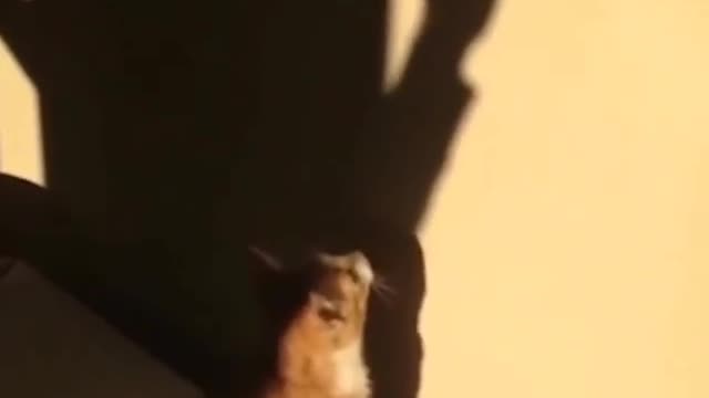 Funny and Cute Cats Videos #5 │Gadis Sekarwangi