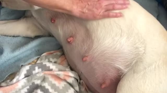 Sadie the English Labrador about to deliver puppies