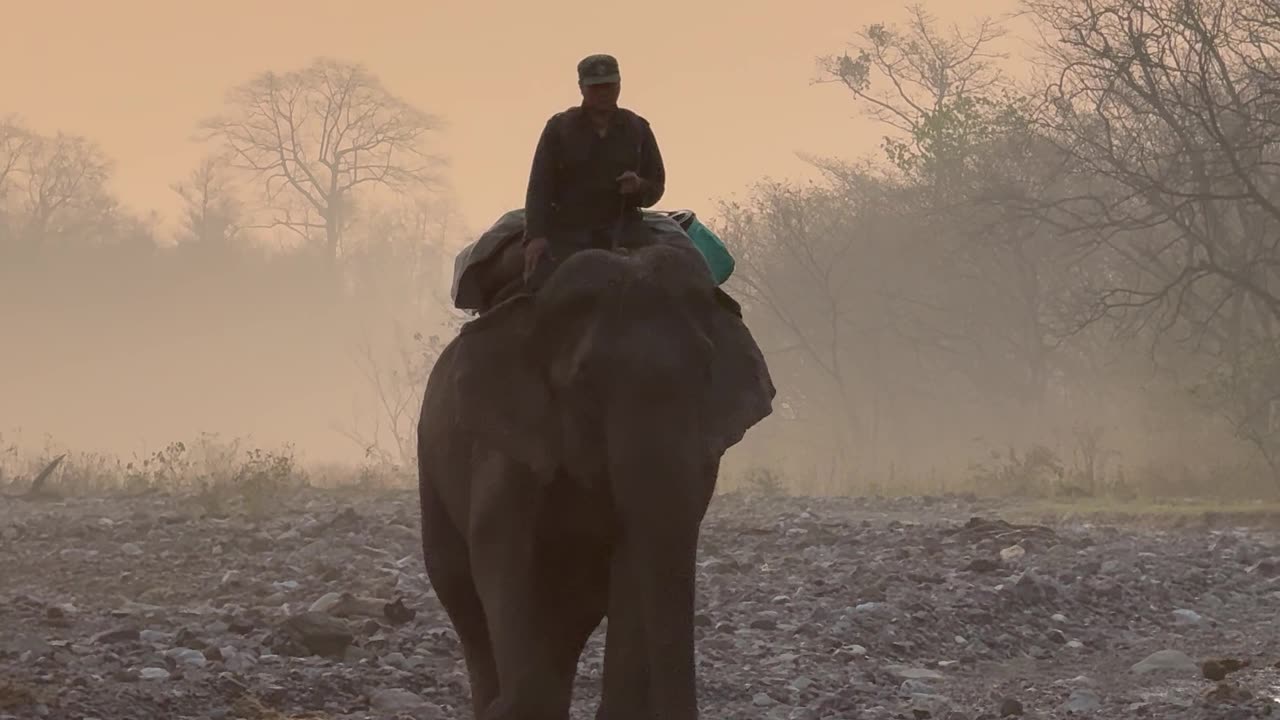 Man riding an Elephant