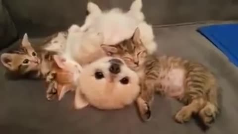 Cute puppy and three kittens are lying together