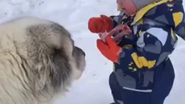 An unreal moment. The son feeds his favorite dog .
