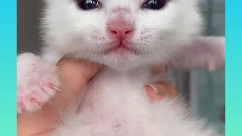 Cute kitty sound | Cute Kitty Video