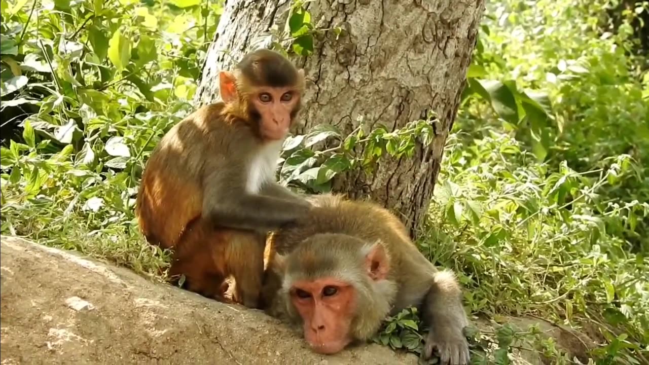 Funny monkeys