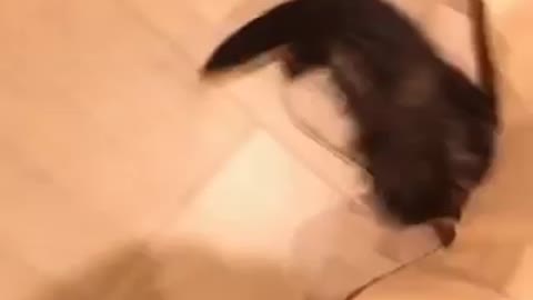 caught a ferret