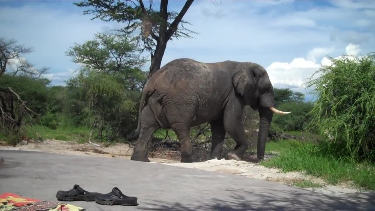 Elephant crashes the pool party