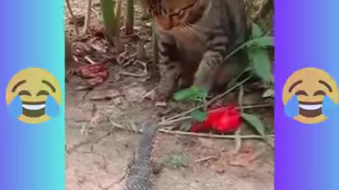 Funniest Cats and Dogs 🐶🐱 | Funny Animal Videos #5