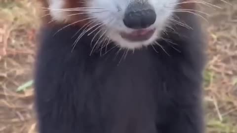 A Little Red Panda Eating Grapes 🍇