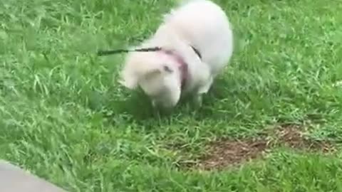 DOG WAS LIKE… I HAD TO 💩 BUT NEVER MIND 😐 #shorts