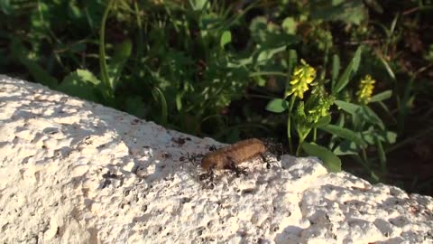 Ants - full HD test.Ants - full HD test