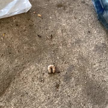 Can anyone identify this creepy crawly