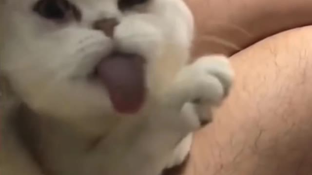 Cute funny Cat | Try not to laugh challenge.