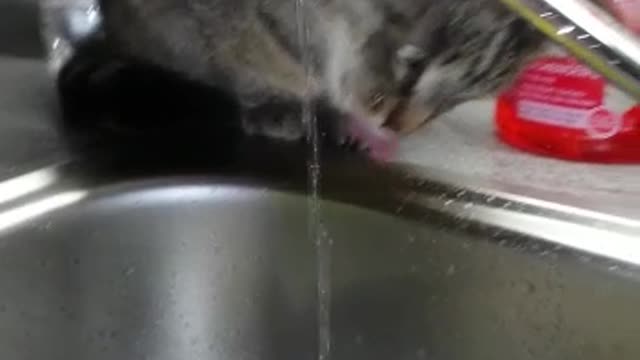 Another Cat bites the Drop