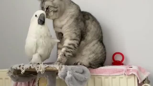 Bird & Cat Friendly Relationship