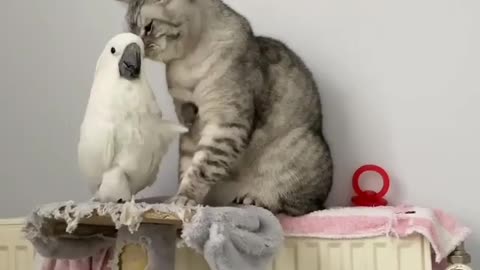 Bird & Cat Friendly Relationship