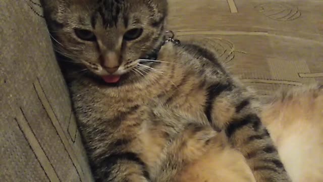 Completely Relaxed Cat Pokes Out Tongue