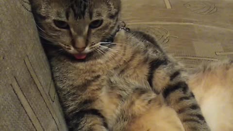 Completely Relaxed Cat Pokes Out Tongue