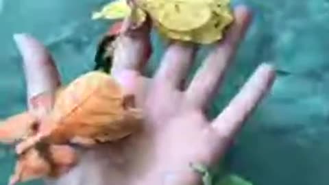 Strangest animals on earth!