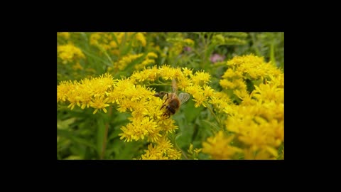 Bees in the Qur'an