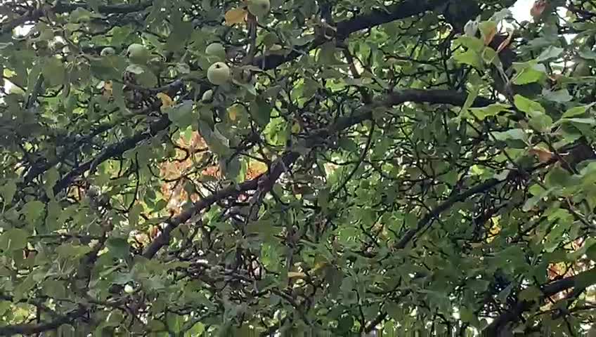 Apple tree Birmingham uk