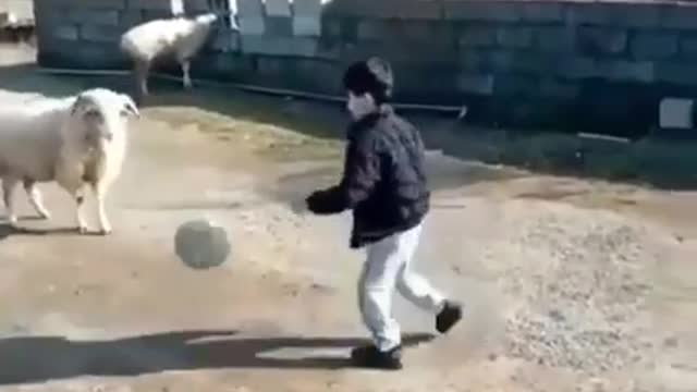 This kid is really teaching this sheep how to play ball