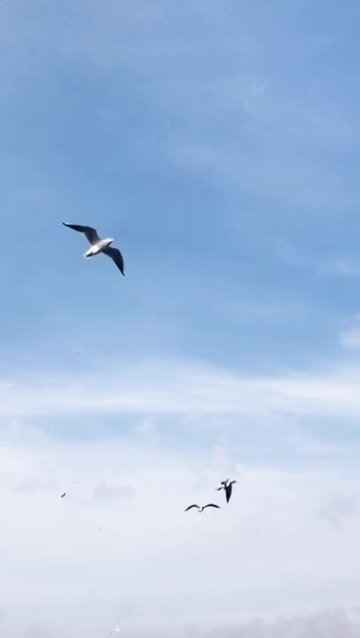 Birds Flying in a Blue Sky