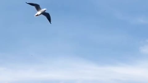 Birds Flying in a Blue Sky