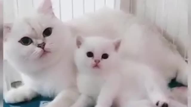 Baby Cats Cute and Funny Cat Videos Compilation 2021