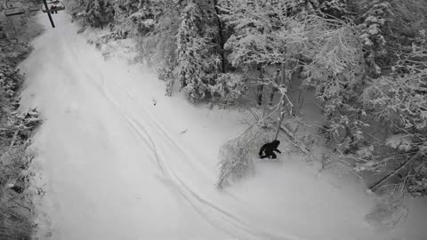 Bigfoot